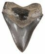 Sharp, Fossil Megalodon Tooth - Georgia #52796-1